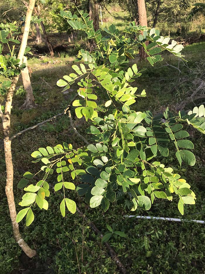 growing-and-studying-native-forests-around-the-world